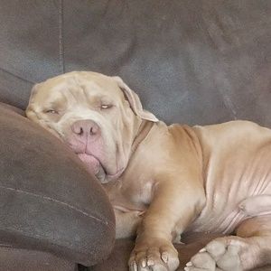 Meet your Posher, Clifford